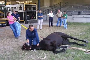 Technical large animal emergency rescue course at UF-CVM (Part 1)