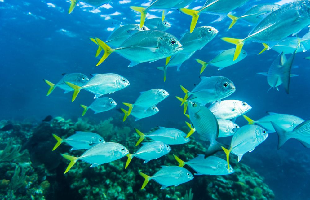 Aquaculture